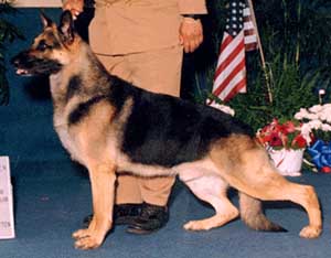 American Show Dog, Noroda's Apache